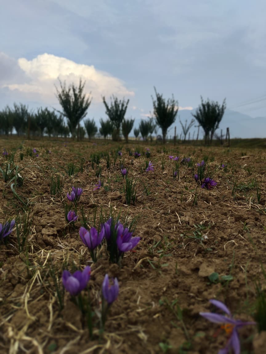 Kashmir saffron - 16 Sep 2026