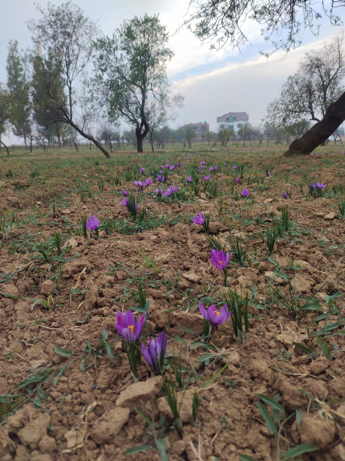 Kashmir saffron - 16 Sep 2026