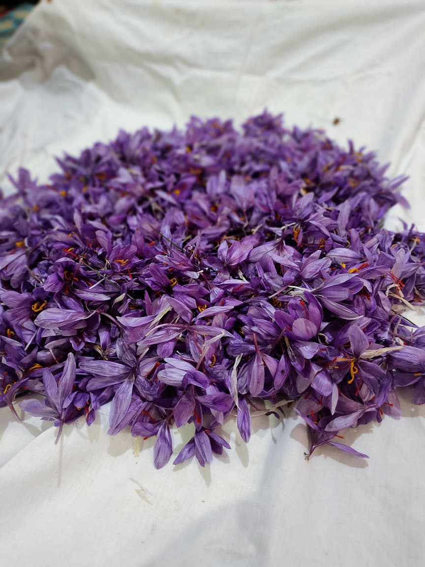 Kashmir saffron - 16 Sep 2026