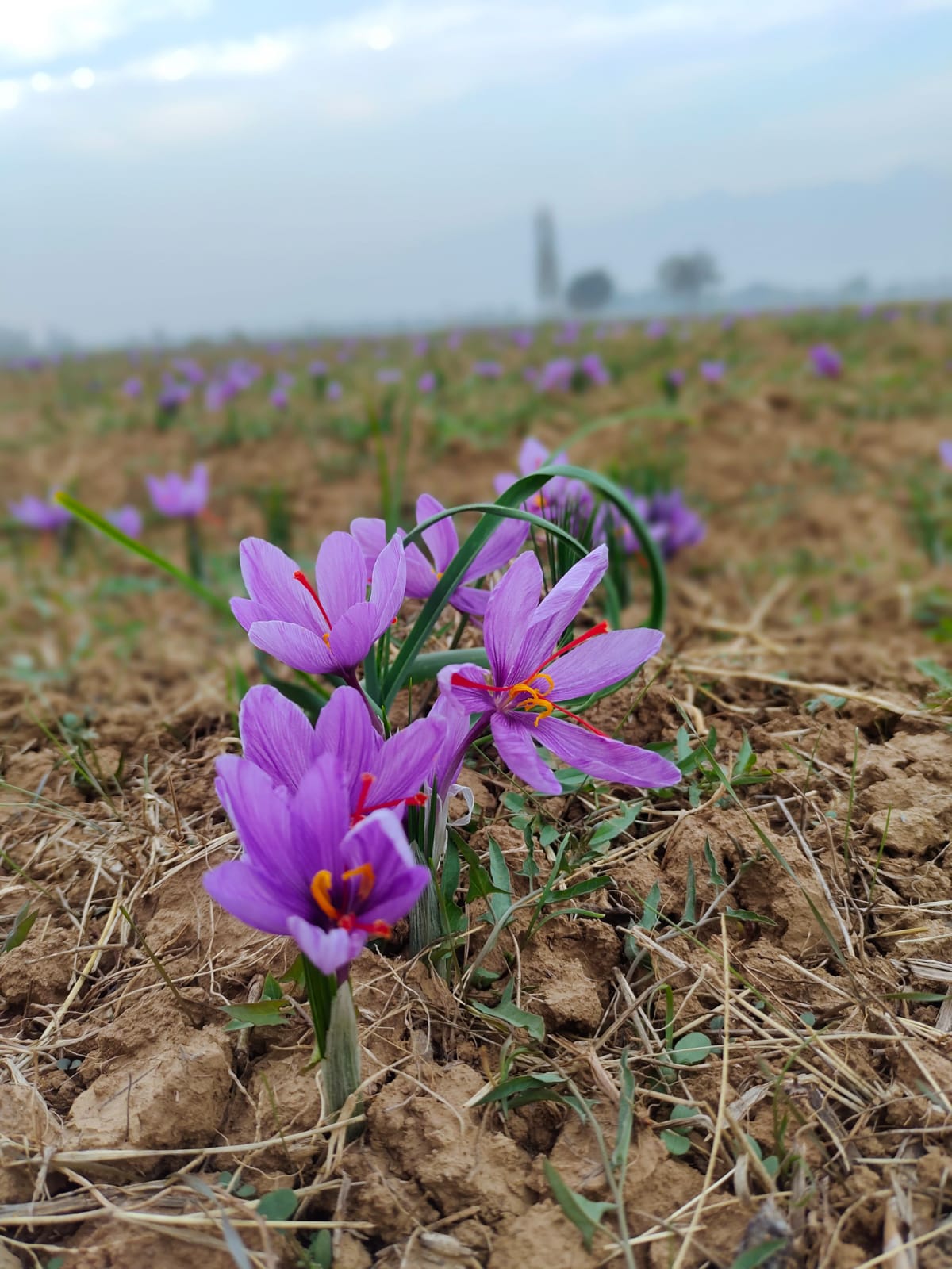 Kashmir saffron - 16 Sep 2026