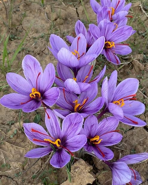 Kashmir saffron - 16 Sep 2026